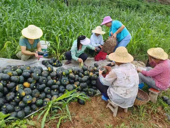 圖為村民在采收黑皮南瓜(1265673)-20240808074317.jpg